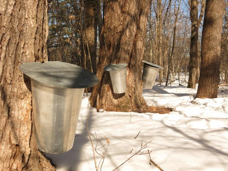 Maple sap being collected from the trees 